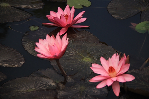 asiagame(中国区)官方网站